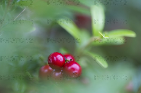 Ripe red shiny cranberries (Vaccinium vitis-idaea), forest, Sweden