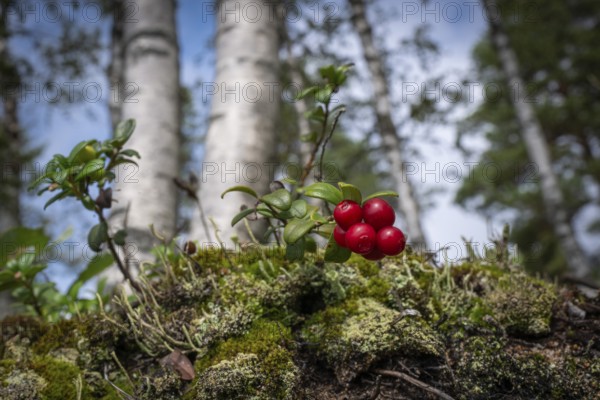 Ripe red shiny cranberries (Vaccinium vitis-idaea), mossy forest soil, birch forest, Sweden