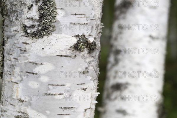 Birch trunks, white bark, detail, birch (Betula), forest, Sweden