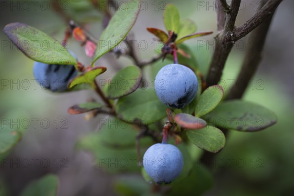 Blueberry, also blueberry (Vaccinium myrtillus), forest, Sweden