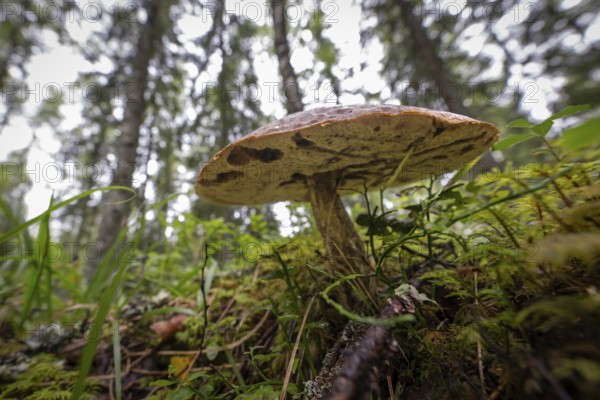 Large mushroom on moss-covered forest floor, forest near Sunne, Sweden