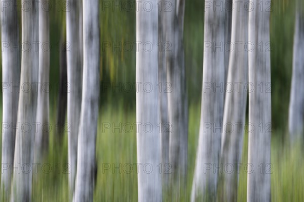 Birch trunks, white bark, birch (Betula), wiping, forest, Sweden