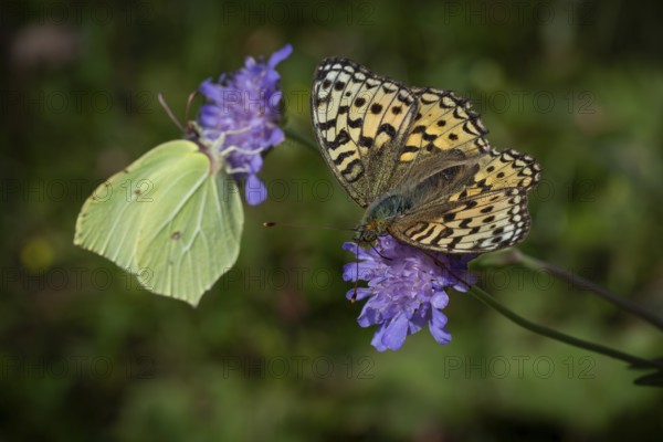 Lemon butterfly (Gonepteryx rhamni) and fiery pearl butterfly (Fabriciana adippe) on purple flowers, Sweden