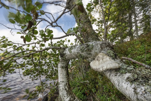 Birch and tree fungus on the shore of a forest lake, lake near Sunne, Sweden