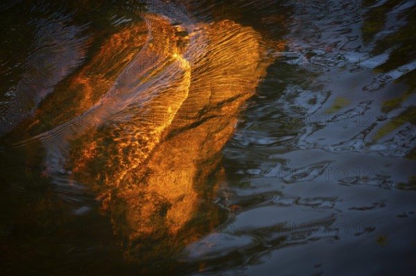 Detail, orange-brown glowing stone in a stream, forest, near Sunne, Sweden