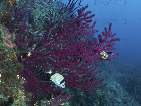 Underwater scene with color-changing gorgonia (Paramuricea clavata) and two-banded bream (Diplodus vulgaris) in the Mediterranean near Hyères, Giens Peninsula diving site, Porquerolles, Provence, Côte d'Azur, France