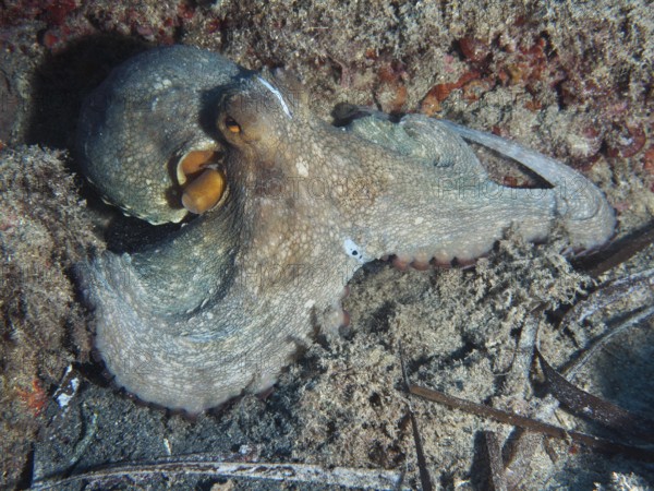 Octopus, common octopus (Octopus vulgaris), on the seabed surrounded by sediment in the Mediterranean near Hyères, Giens peninsula diving site, Porquerolles, Provence, Côte d'Azur, France