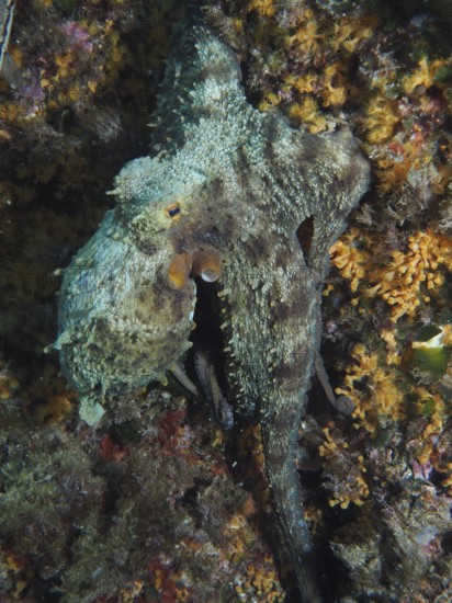 Octopus, common octopus (Octopus vulgaris) hidden in a rocky and algae-covered underwater environment in the Mediterranean near Hyères, Giens Peninsula dive site, Porquerolles, Provence, Côte d'Azur, France