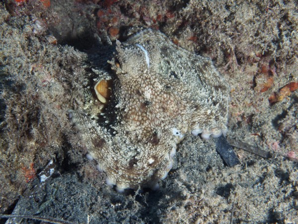 Octopus, common octopus (Octopus vulgaris), well camouflaged on the seabed in sandy surroundings in the Mediterranean near Hyères, Giens peninsula diving site, Porquerolles, Provence, Côte d'Azur, France