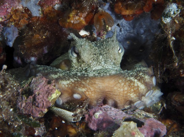 Octopus, common octopus (Octopus vulgaris), perfectly camouflaged in the rocky underwater environments of the Mediterranean near Hyères, Giens Peninsula dive site, Porquerolles, Provence, Côte d'Azur, France