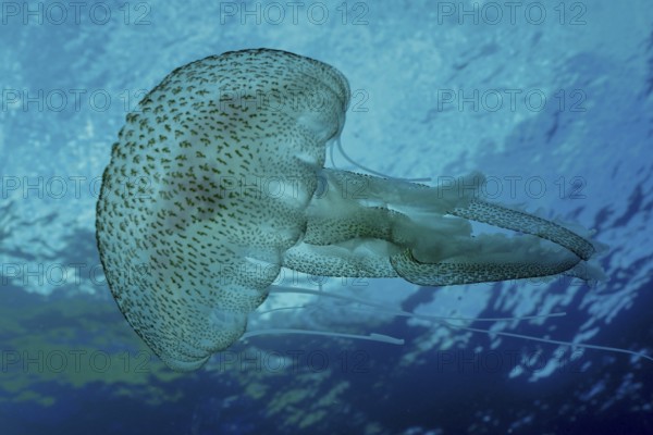 A jellyfish (Pelagia noctiluca) floats under water in the Mediterranean Sea near Hyères, Giens peninsula diving site, Porquerolles, Provence, Côte d'Azur, France