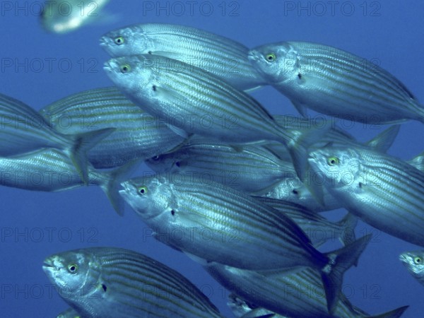 A swarm of striped fish, gold welts (Sarpa salpa), swims synchronously in deep blue water in the Mediterranean near Hyères, Giens peninsula diving site, Porquerolles, Provence, Côte d'Azur, France