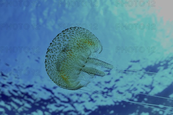 Shimmering jellyfish (Pelagia noctiluca) floats in blue water in the Mediterranean near Hyères, Giens peninsula diving site, Porquerolles, Provence, Côte d'Azur, France