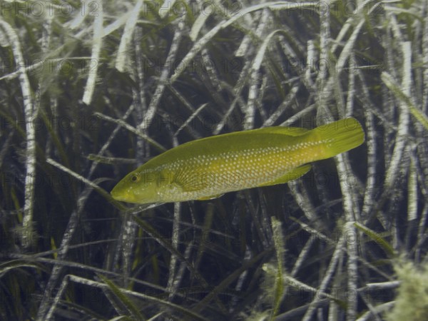 Green wrapfish (Labrus viridis) glides through dense aquatic plants in a quiet environment in the Mediterranean near Hyères, Giens peninsula diving site, Porquerolles, Provence, Côte d'Azur, France