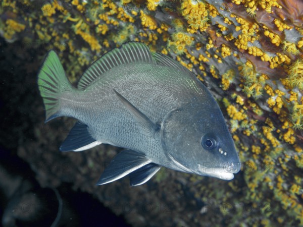 A sea raven (Sciaena umbra) floats next to yellow crustal anemones in the Mediterranean near Hyères, Giens peninsula diving site, Porquerolles, Provence, Côte d'Azur, France