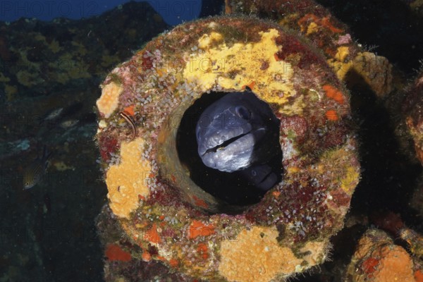 A sea eel (Conger conger), eel, hides in a colorful shipwreck with strong colors, in the Mediterranean near Hyères, Giens peninsula diving site, Porquerolles, Provence, Côte d'Azur, France