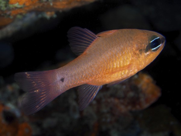 A bright orange fish, mullet king (Apogon imberbis), swims through the dark underwater world in the Mediterranean near Hyères, Giens peninsula diving site, Porquerolles, Provence, Côte d'Azur, France