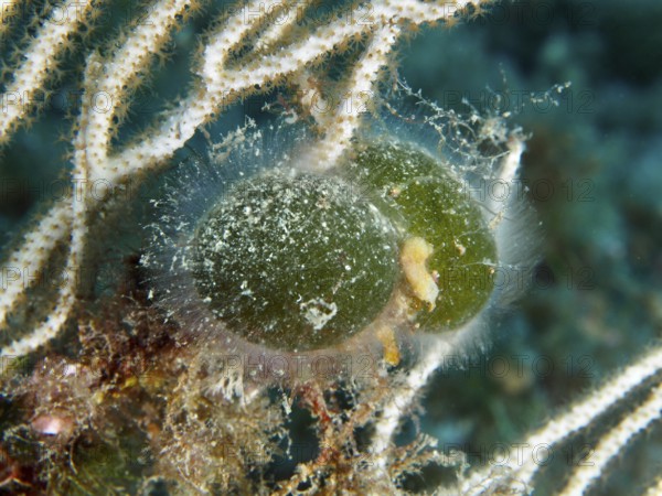 Two green specimens of sea ball, ball algae (Codium bursa), algae, with fine hairs in the Mediterranean near Hyères, Giens peninsula diving site, Porquerolles, Provence, Côte d'Azur, France