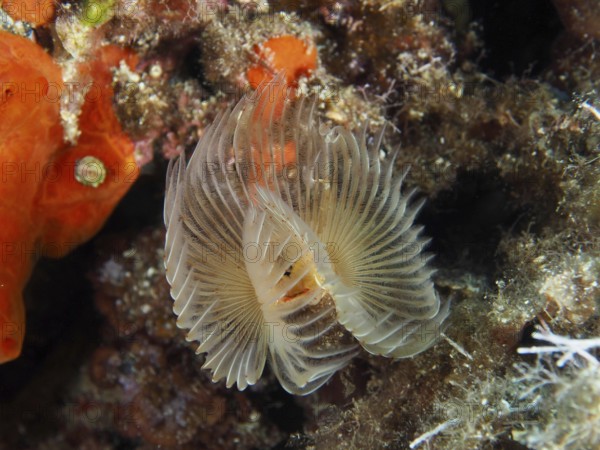 A filigree smooth calcareous tubular worm (Protula tubularia) with delicate, fan-like structure in a lively marine environment in the Mediterranean near Hyères, Giens peninsula diving site, Porquerolles, Provence, Côte d'Azur, France