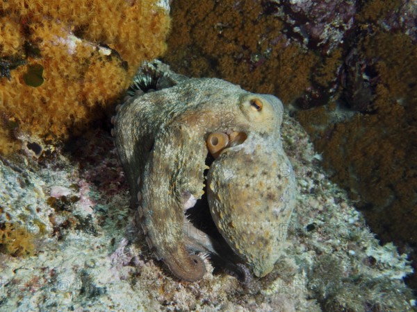 Octopus, common octopus (Octopus vulgaris), skillfully camouflaged in a structured environment of a reef in the Mediterranean near Hyères, Giens Peninsula dive site, Porquerolles, Provence, Côte d'Azur, France