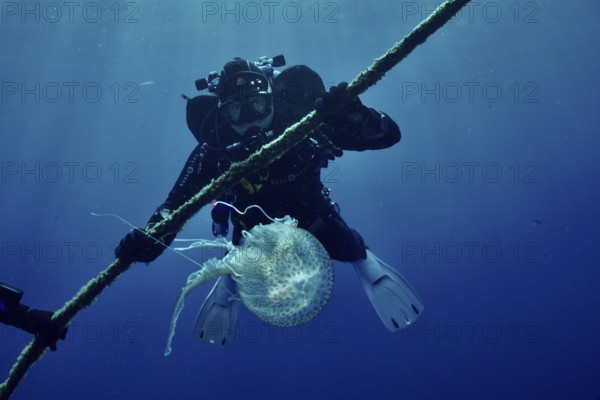 A diver discovers a jellyfish (Pelagia noctiluca) and clings to a rope in the Mediterranean near Hyères, Giens peninsula diving site, Porquerolles, Provence, Côte d'Azur, France