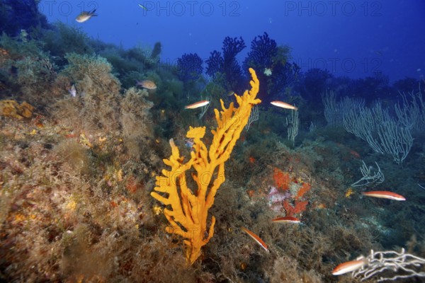 A lively reef with orange structures, holey antler sponge (Axinella polypoides), sea sponge, and fish in the Mediterranean near Hyères, Giens Peninsula dive site, Porquerolles, Provence, Côte d'Azur, France