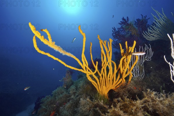 Underwater view of orange holey antler sponge (Axinella polypoides), sea sponge, in light. Mediterranean near Hyères, Giens peninsula diving site, Porquerolles, Provence, Côte d'Azur, France
