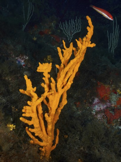 A bright orange holey antler sponge (Axinella polypoides), sea sponge, rising from the seabed in the Mediterranean near Hyères, Giens peninsula diving site, Porquerolles, Provence, Côte d'Azur, France