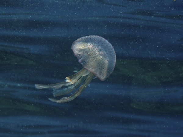 A shimmering jellyfish (Pelagia noctiluca) moves gently through the water in the Mediterranean near Hyères, Giens peninsula diving site, Porquerolles, Provence, Côte d'Azur, France