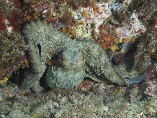 Octopus, common octopus (Octopus vulgaris) camouflaged in a rocky underwater landscape in the Mediterranean near Hyères, Giens peninsula diving site, Porquerolles, Provence, Côte d'Azur, France