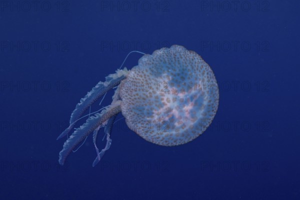 A jellyfish (Pelagia noctiluca) swims with gentle movements underwater in the Mediterranean near Hyères, Giens peninsula diving site, Porquerolles, Provence, Côte d'Azur, France