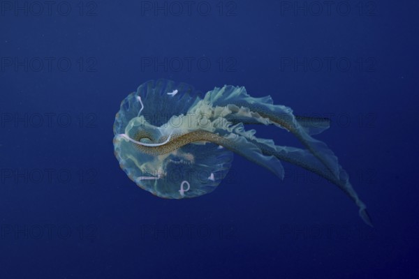 A jellyfish (Pelagia noctiluca) floats with long tentacles in the Mediterranean near Hyères, Giens peninsula diving site, Porquerolles, Provence, Côte d'Azur, France