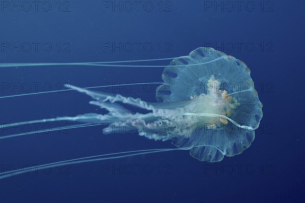 Transparent jellyfish (Pelagia noctiluca) floats gently across the Mediterranean near Hyères, Giens peninsula diving site, Porquerolles, Provence, Côte d'Azur, France