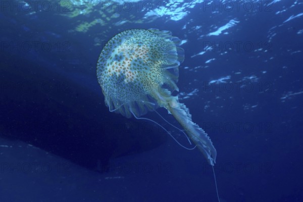 A shimmering jellyfish (Pelagia noctiluca) glides elegantly through the deep subtle blue water in the Mediterranean near Hyères, Giens Peninsula diving site, Porquerolles, Provence, Côte d'Azur, France