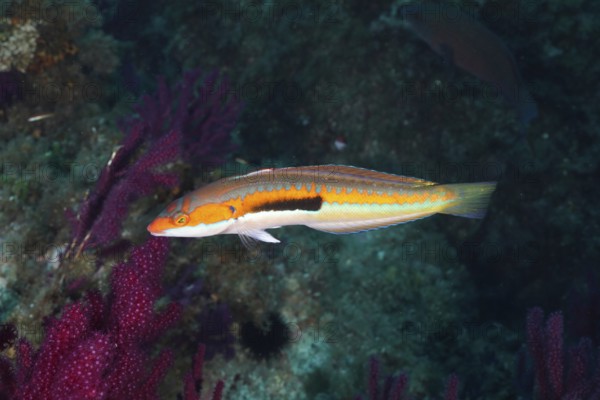 A colorful mermaid (Coris julis) swims next to vivid purple corals in the Mediterranean near Hyères, Giens peninsula diving site, Porquerolles, Provence, Côte d'Azur, France