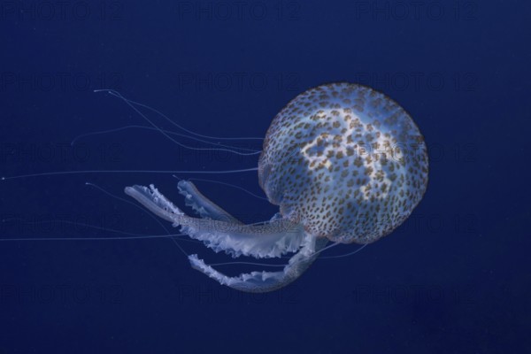 A jellyfish (Pelagia noctiluca) floats in the deep blue sea in the Mediterranean near Hyères, Giens peninsula diving site, Porquerolles, Provence, Côte d'Azur, France