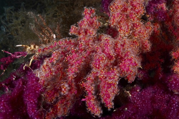 Crust-forming leather coral (Parerythropodium coralloides) on a color-changing gorgony (Paramuricea clavata) in the Mediterranean near Hyères, Giens peninsula diving site, Porquerolles, Provence, Côte d'Azur, France