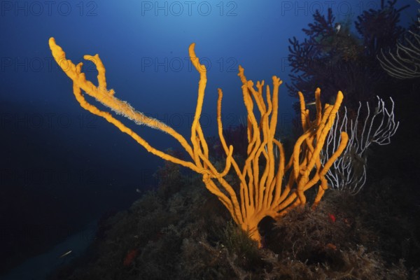 Bright orange holey antler sponge (Axinella polypoides), sea sponge, rising in a deep blue underwater landscape in the Mediterranean near Hyères, Giens peninsula diving site, Porquerolles, Provence, Côte d'Azur, France