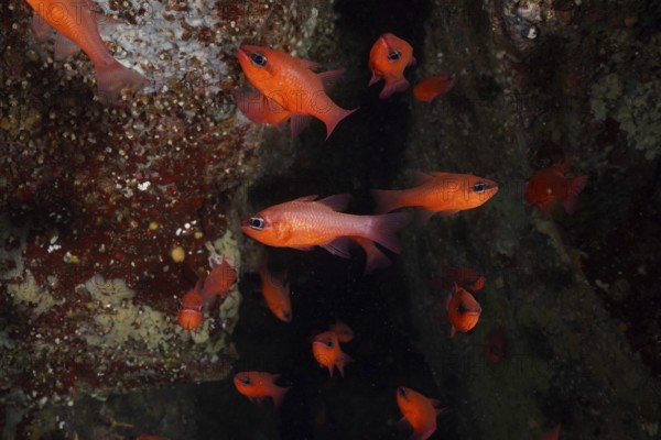 A swarm of bright orange fish, mullet king (Apogon imberbis), swims through dark reef canyons in the Mediterranean near Hyères, Giens peninsula diving site, Porquerolles, Provence, Côte d'Azur, France