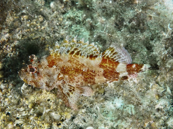 A Madeira dragon head (Scorpaena maderensis), with earthy colors on the reef floor in the Mediterranean near Hyères, Giens peninsula diving site, Porquerolles, Provence, Côte d'Azur, France