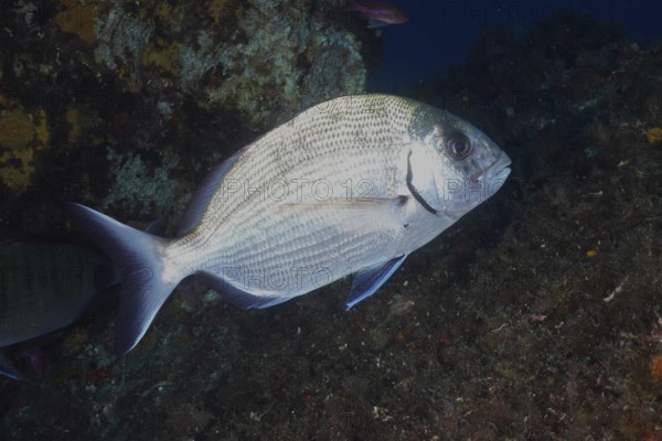 Silver-colored fish, large goat bream (Diplodus sargus sargus), swimming near a rocky underwater landscape in the Mediterranean near Hyères, Giens peninsula diving site, Porquerolles, Provence, Côte d'Azur, France