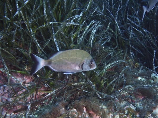 A silver-colored fish, large goat bream (Diplodus sargus sargus), swims through dense clusters of seagrass in clear water in the Mediterranean near Hyères, Giens Peninsula diving site, Porquerolles, Provence, Côte d'Azur, France