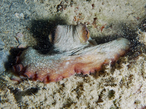 An octopus, common octopus (Octopus vulgaris), which adapts well camouflaged to the seabed, with visible tentacles and eyes, in the Mediterranean near Hyères, Giens Peninsula diving site, Porquerolles, Provence, Côte d'Azur, France
