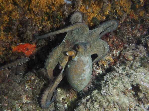 Octopus, common octopus (Octopus vulgaris), hiding in a reef full of seaweed and rocks in the Mediterranean near Hyères, Giens Peninsula dive site, Porquerolles, Provence, Côte d'Azur, France