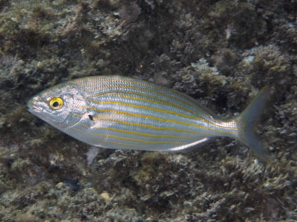 A fish with distinctive yellow stripes, gold stripes (Sarpa salpa), swims in front of a rough sea surface in the Mediterranean near Hyères, Giens peninsula diving site, Porquerolles, Provence, Côte d'Azur, France
