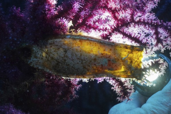 Backlit egg capsule of large spotted cat shark (Scyliorhinus stellaris) . The embryo is easy to see. Mediterranean near Hyères, Giens peninsula diving site, Porquerolles, Provence, Côte d'Azur, France