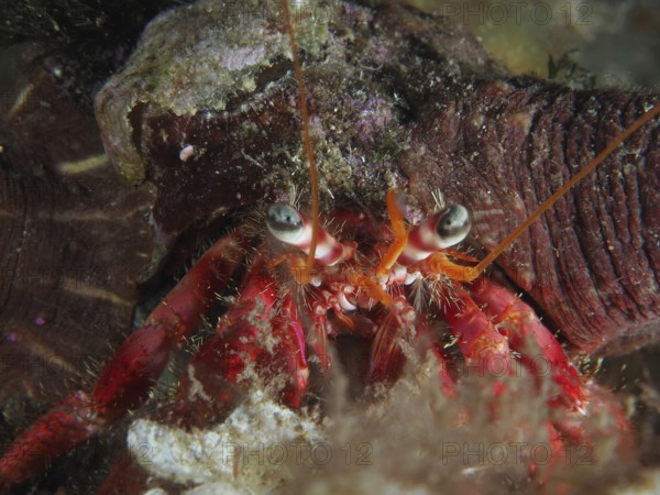 Close-up of Great Red Hermit Crab (Dardanus calidus) with focused eyes and long tentacles in the Mediterranean near Hyères, Giens Peninsula dive site, Porquerolles, Provence, Côte d'Azur, France