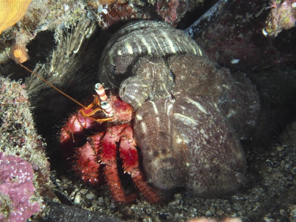 A large red hermit crab (Dardanus calidus) with a bright red body in a protected marine environment in the Mediterranean near Hyères, Giens peninsula diving site, Porquerolles, Provence, Côte d'Azur, France