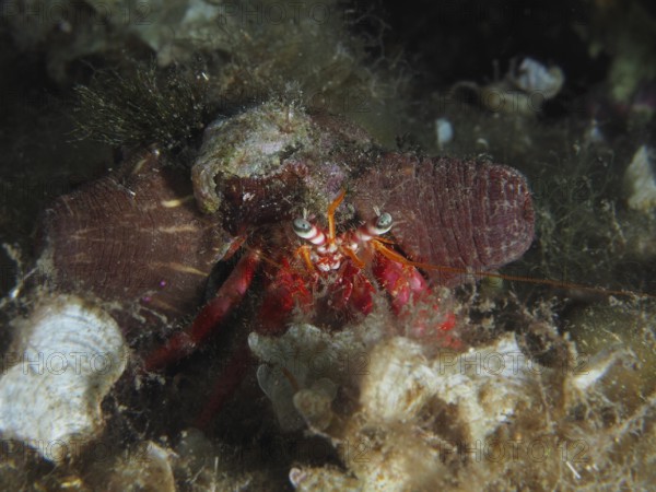 A large red hermit crab (Dardanus calidus) with prominent eyes and brown sea anemones on the seabed in the Mediterranean near Hyères, Giens Peninsula dive site, Porquerolles, Provence, Côte d'Azur, France