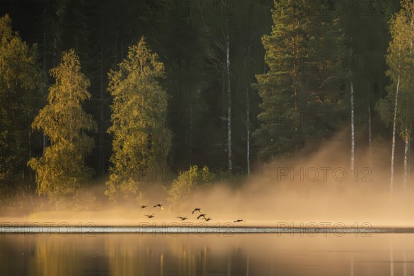 Small group of geese flying, rising fog in evening light, forest lake, near Sunne, Sweden